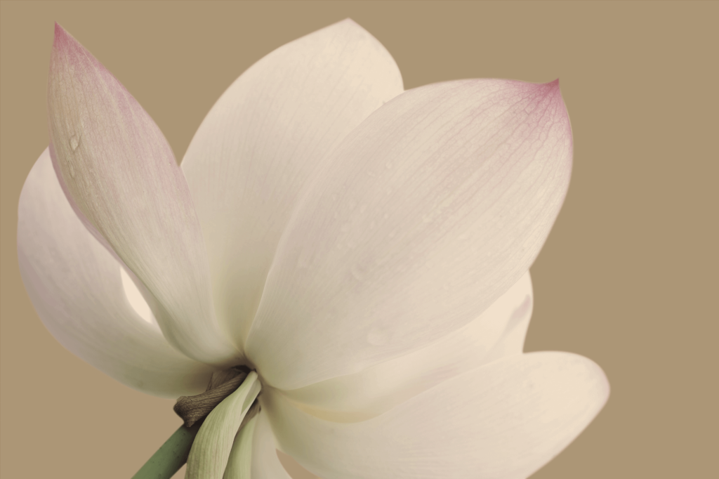 fleur de Lotus blanche