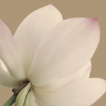 Fleur de Gardénia fleur blanche