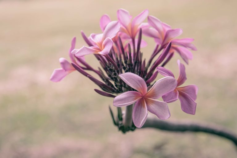 Fleur de frangipanier Bali